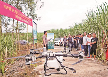 广西罗城：无人机开启甘蔗管护新模式 农机助农增效显著